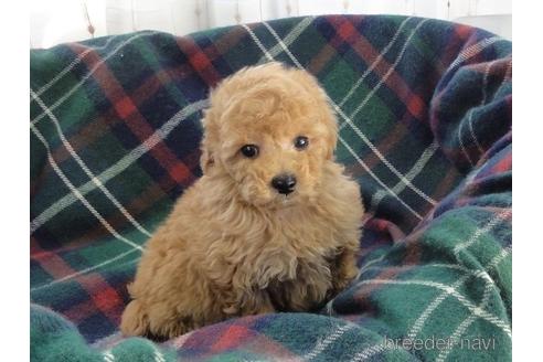 成約済の宮城県のトイプードル-174231の3枚目